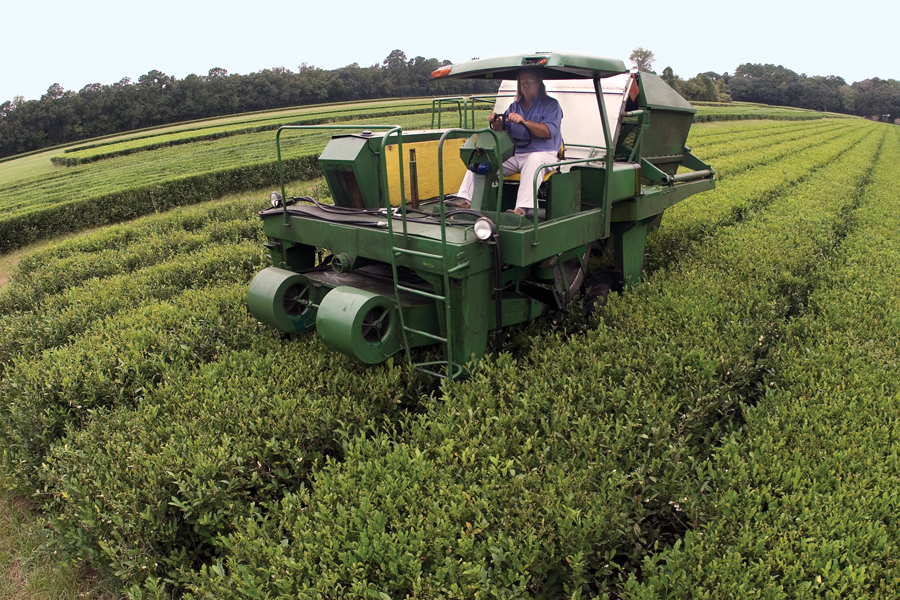 Harvester & Tea Rows