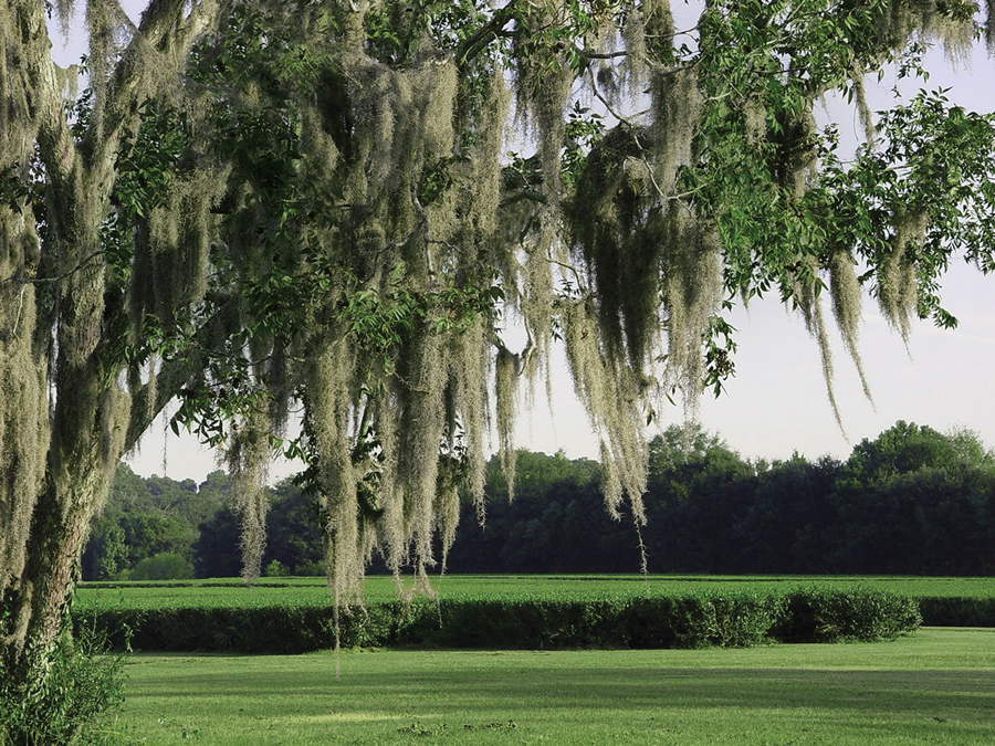 bglw_charlst_opener_ALT