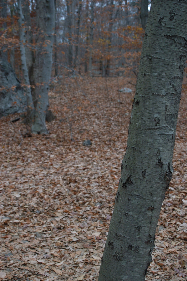 NH_Bartrc_Lake M_019