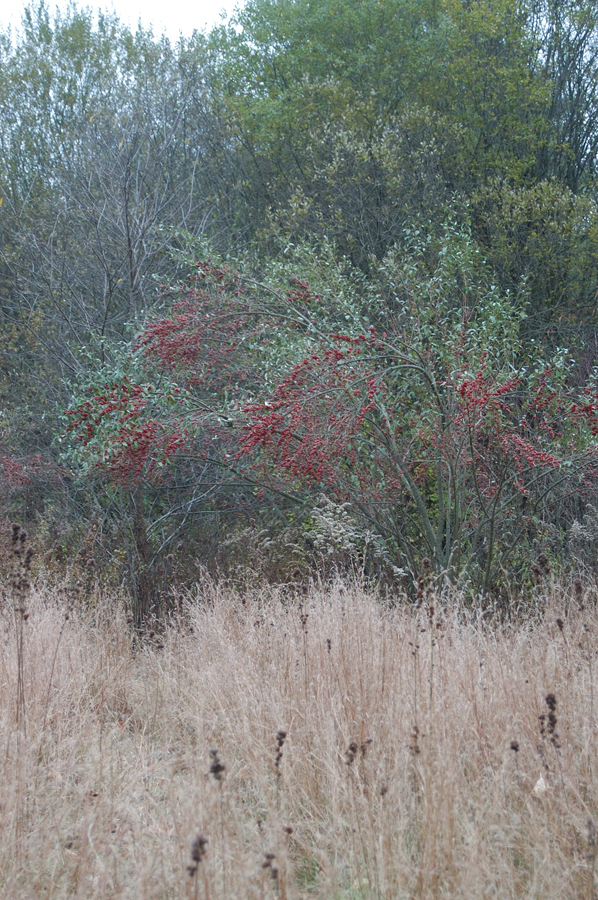 NH_Bartrc_Lake M_021