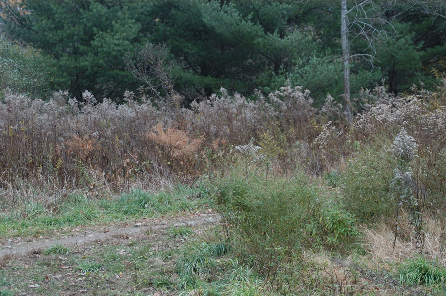 NH_Bartrc_Lake M_023