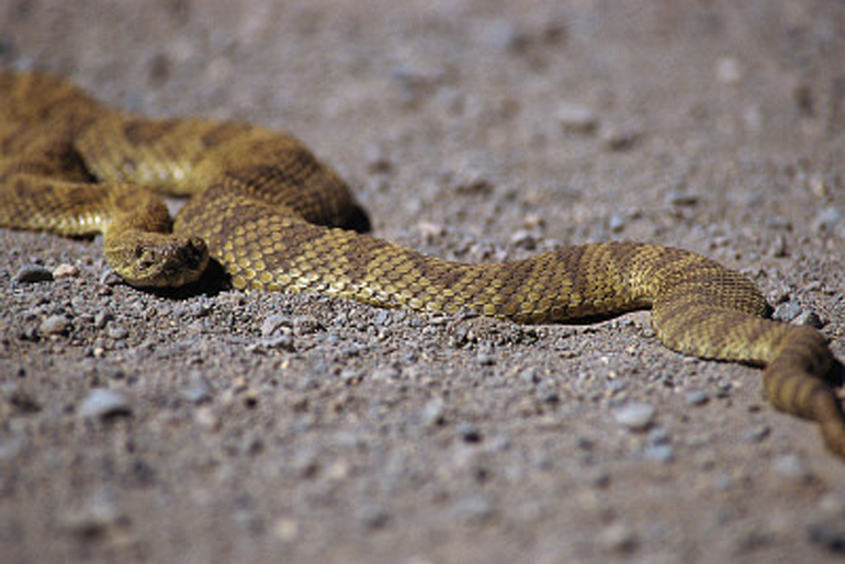 MediaBakery_CRB0061808