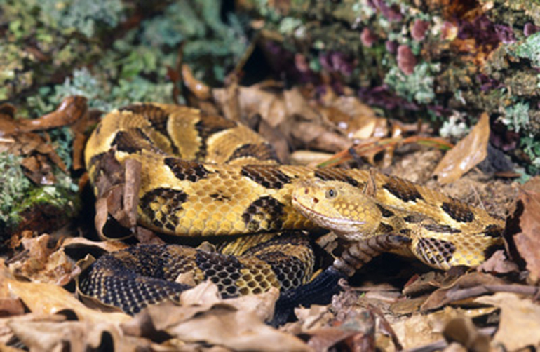 MediaBakery_DSP0032247