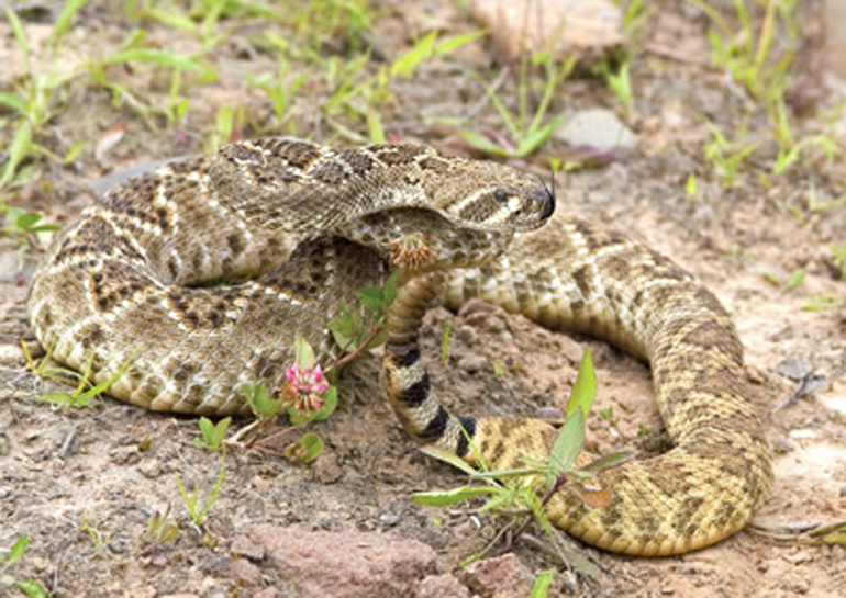 MediaBakery_DSP0032289