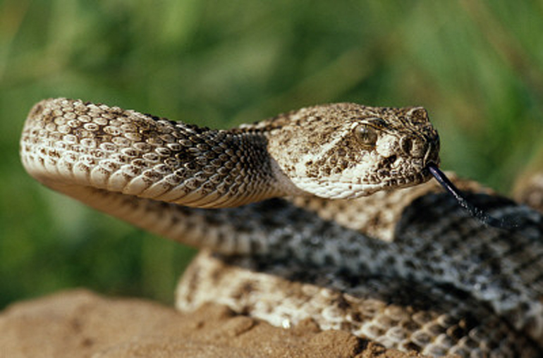 MediaBakery_PDI0073801