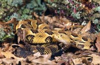 MediaBakery_DSP0032247