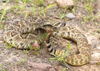 MediaBakery_DSP0032289