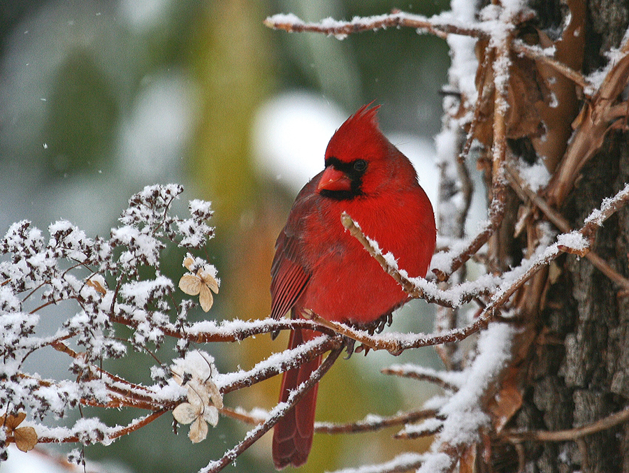 Cardinal
