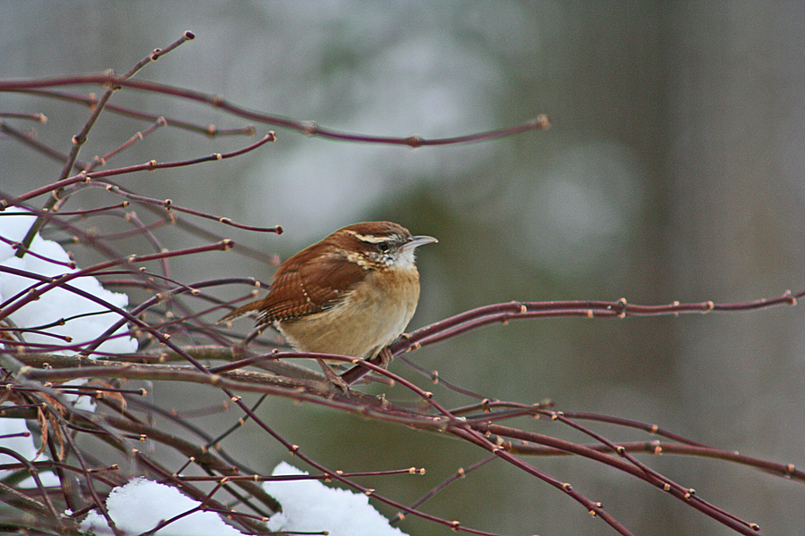 Carolina wren