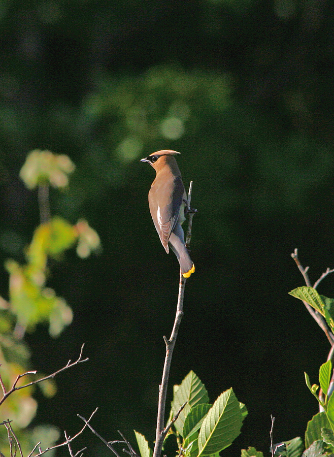 Cedar waxwing 1