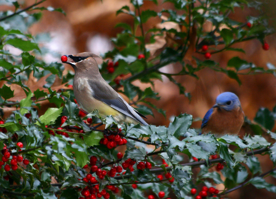 Cedar waxwing and bluebi#C5