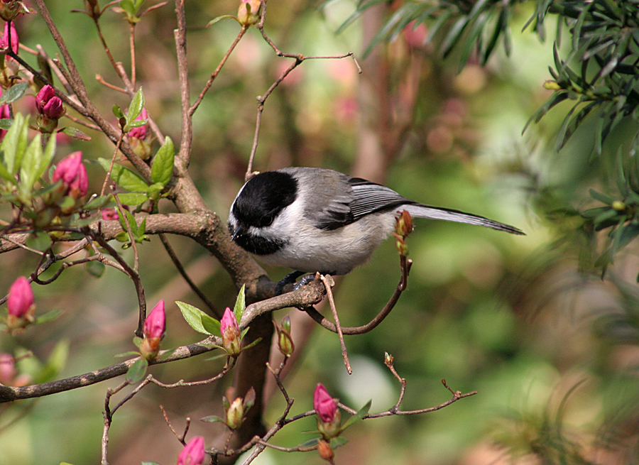 Chickadee and azalea, to#CC
