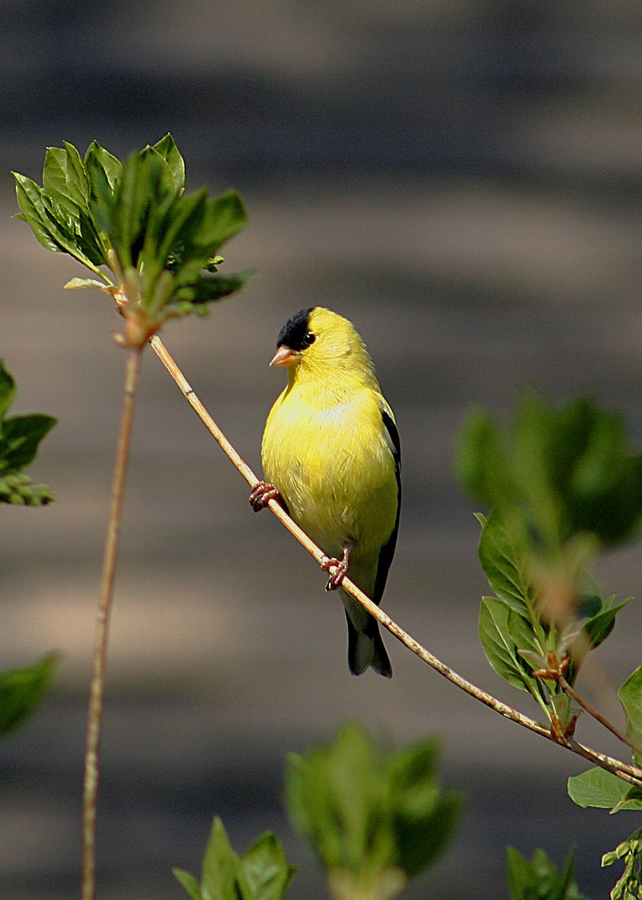Goldfinch 3, touched up