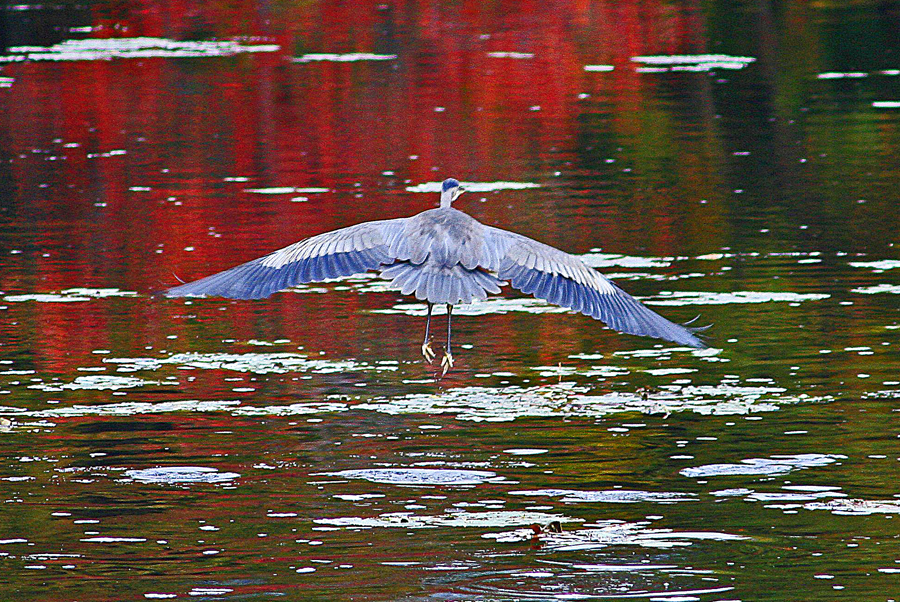 Heron going away 4