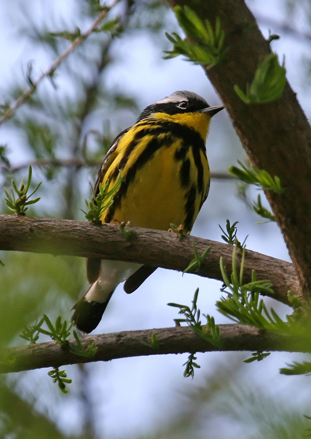 Magnolia warbler 2.