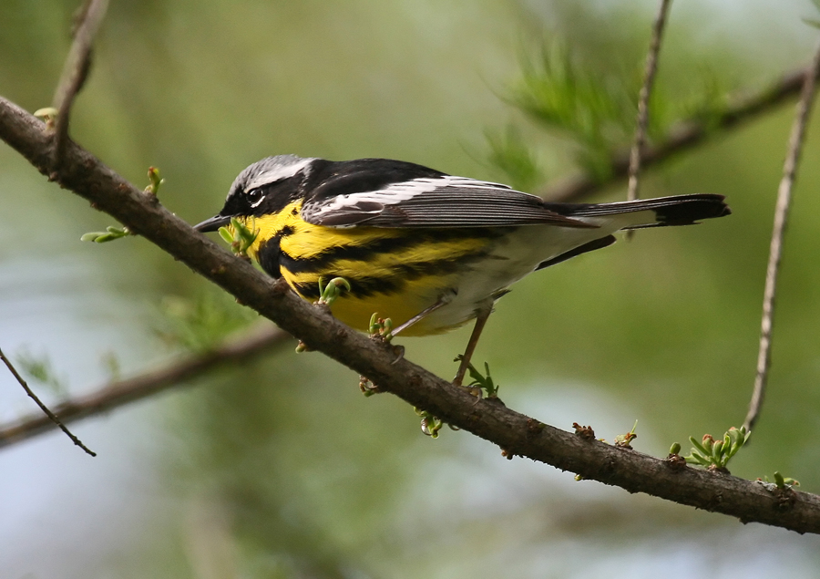 Magnolia warbler 3