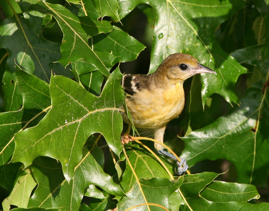 Orchard Oriole, female 3