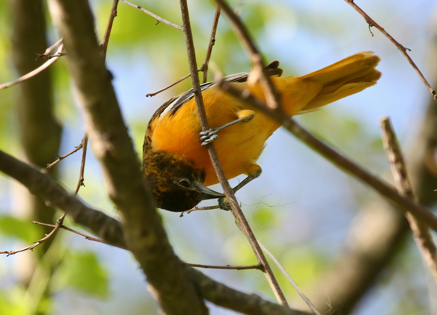 Oriole 05