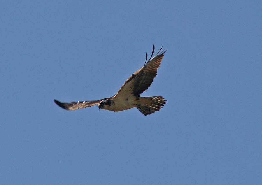 Osprey