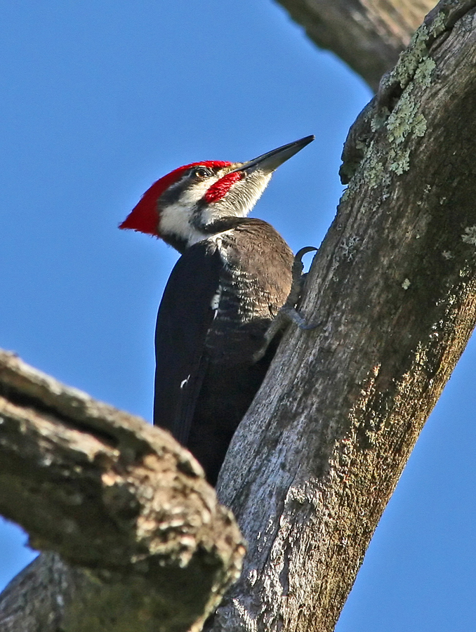 Pileated woodpecker 1b