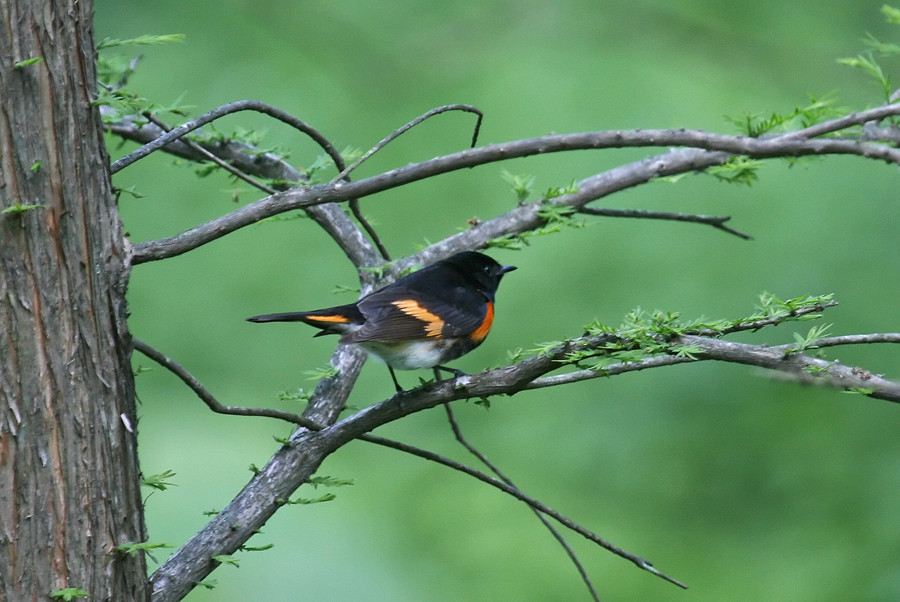 Redstart 4