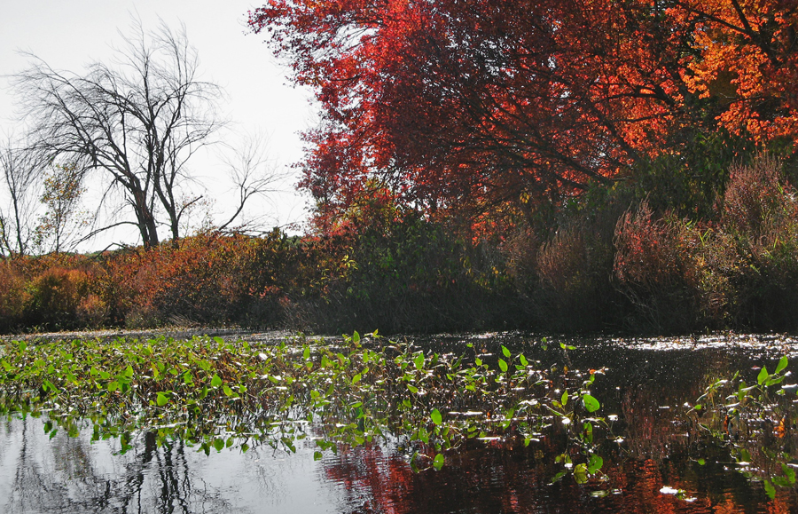 Upper Charles in fall 2