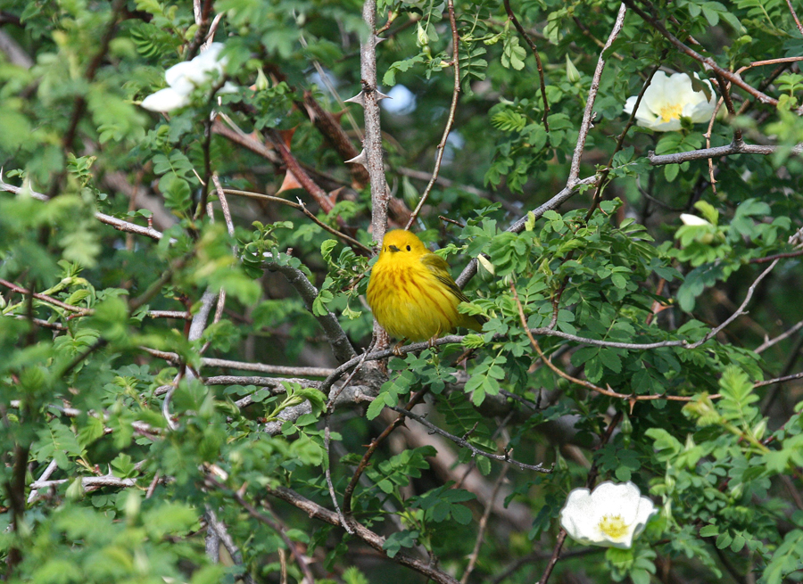 Yellow warbler 1