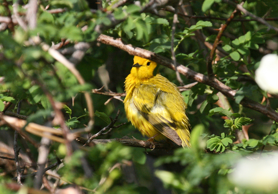 Yellow warbler 3