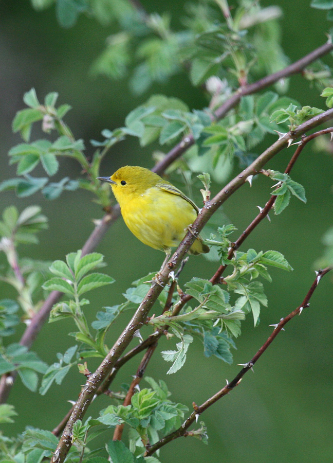 Yellow warbler, female 4