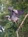 Heron leaving tree