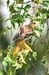 Orchard Oriole, female 1
