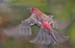Purple finch, flying, bl#EA