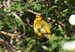 Yellow warbler 3