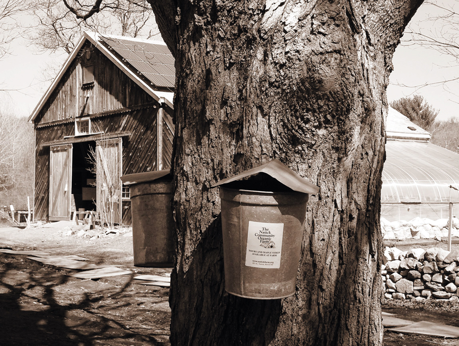 foodandwine_ncof sap #32820