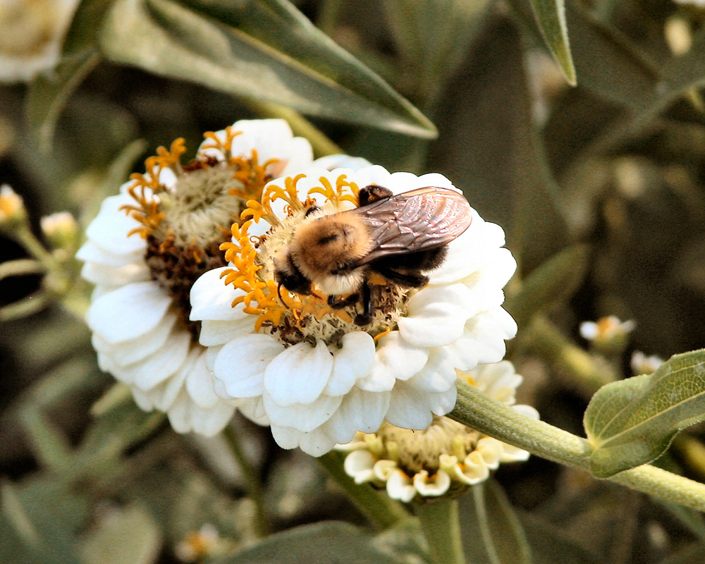 Zinnia with Bee