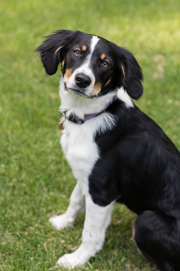 Kate_Preftakes_ww_dogs-12