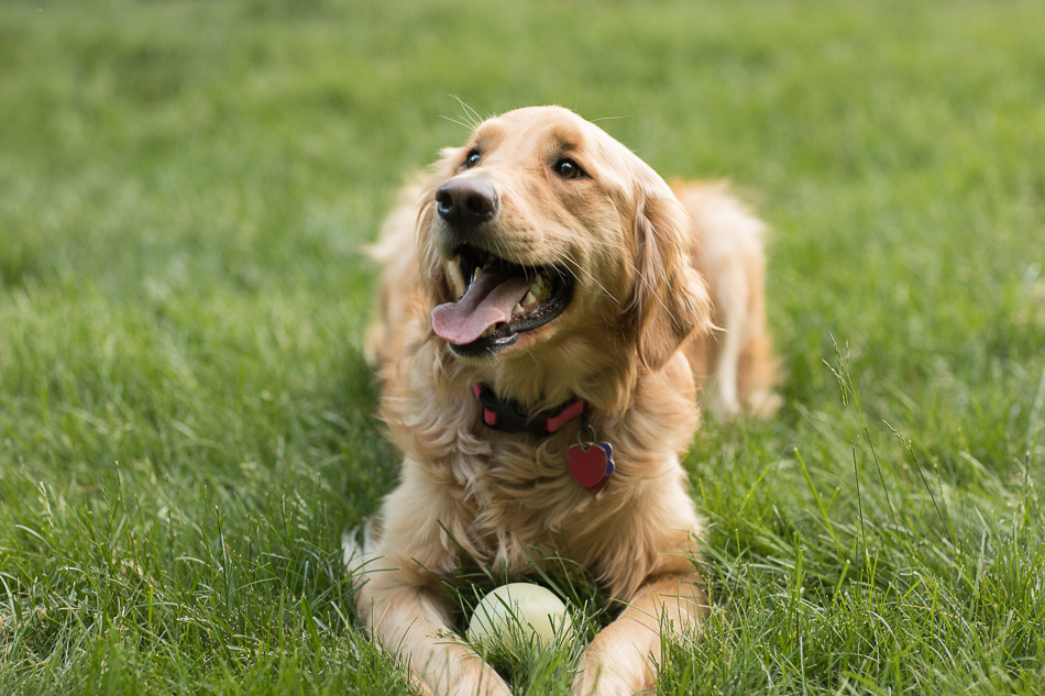 Kate_Preftakes_ww_dogs-17