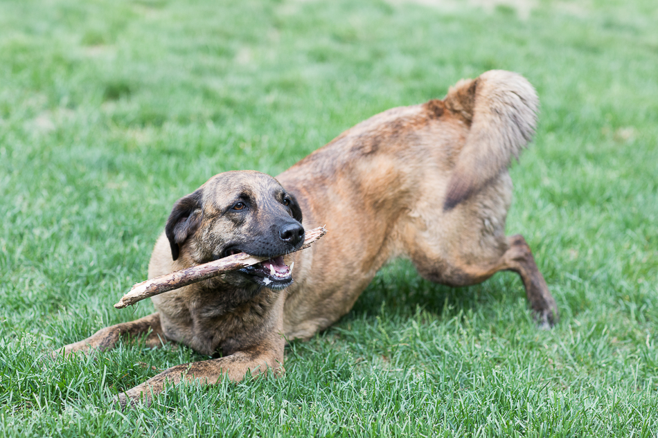 Kate_Preftakes_ww_dogs-30