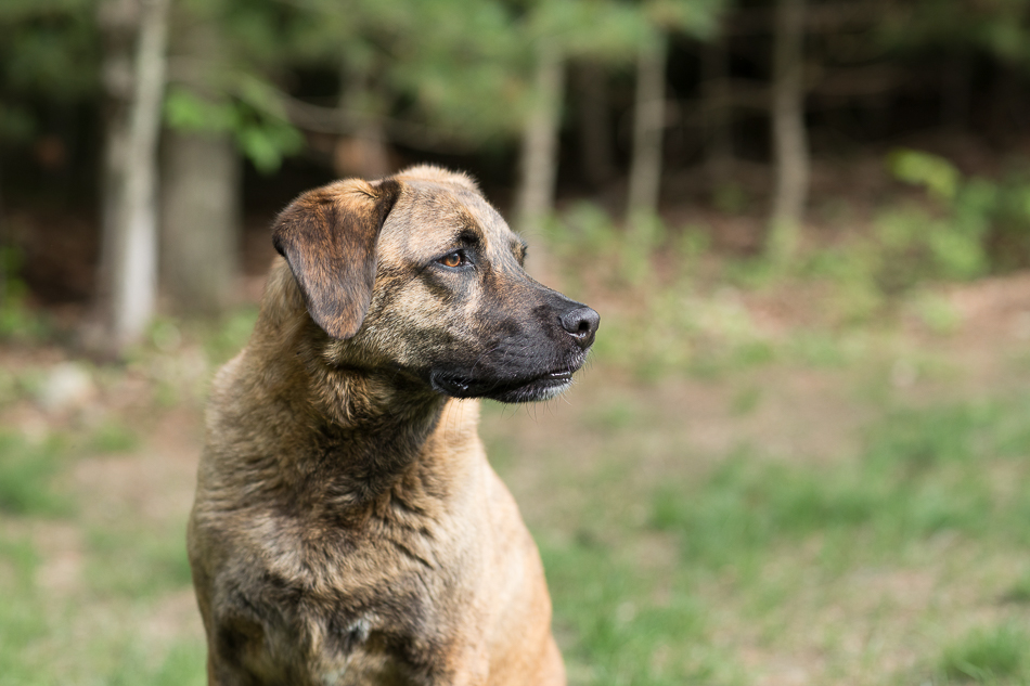 Kate_Preftakes_ww_dogs-47