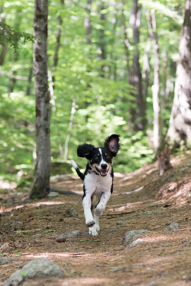 Kate_Preftakes_ww_dogs-7