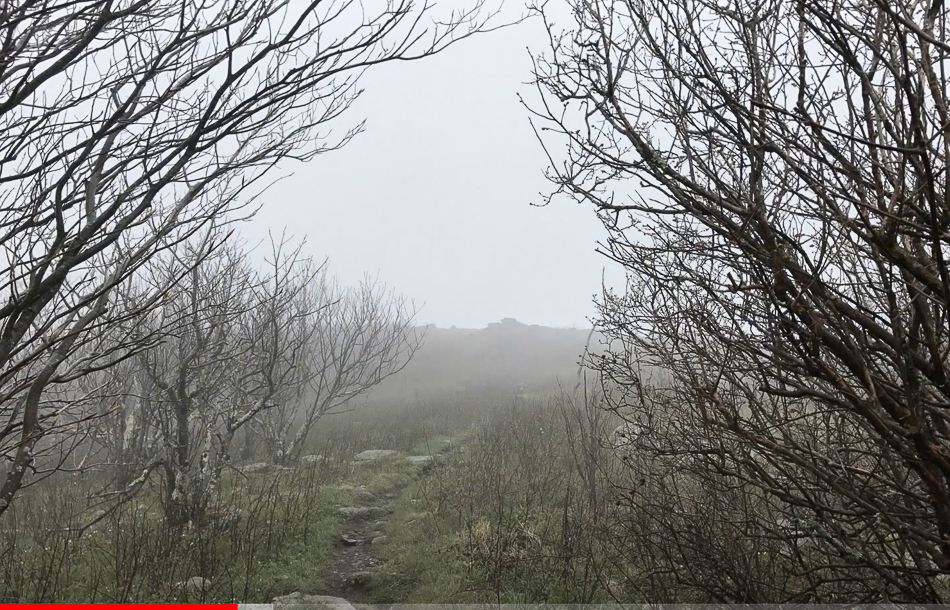 Screen Shot 2021-03-14 at 3.39.38 PM