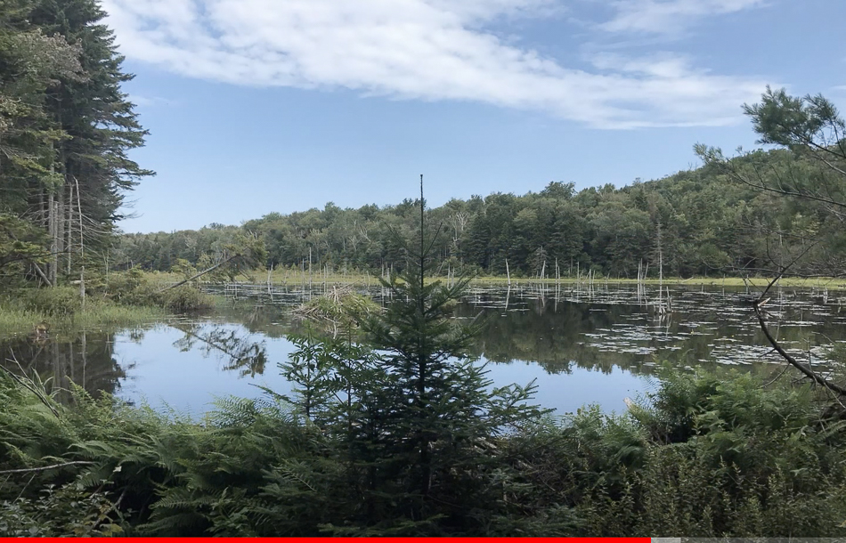 Screen Shot 2021-03-14 at 3.45.20 PM