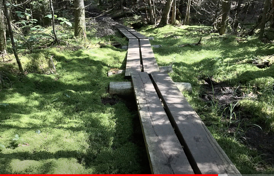 Screen Shot 2021-03-14 at 3.45.36 PM