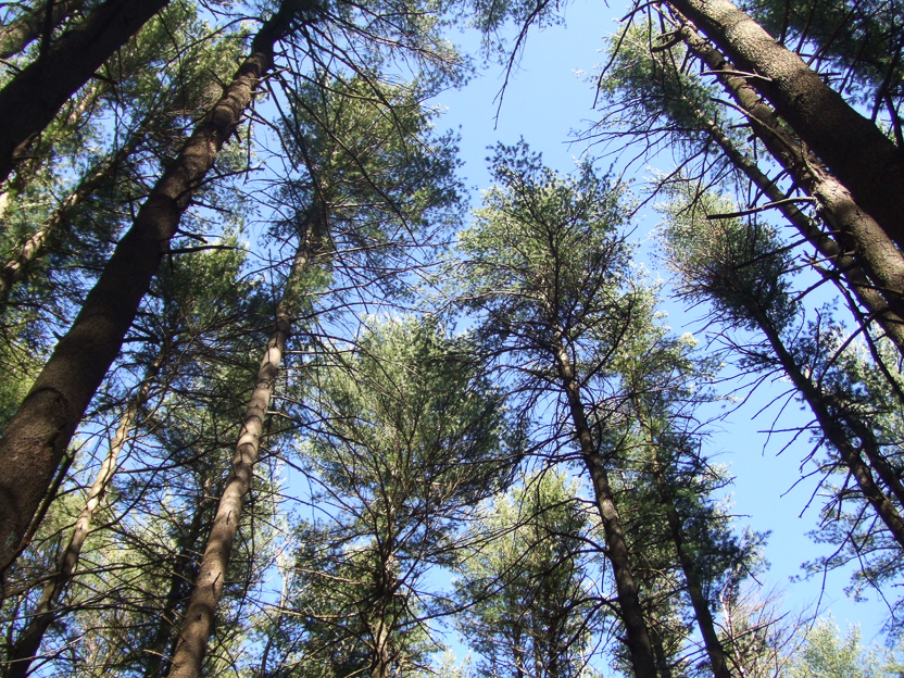 View upwards through the trees